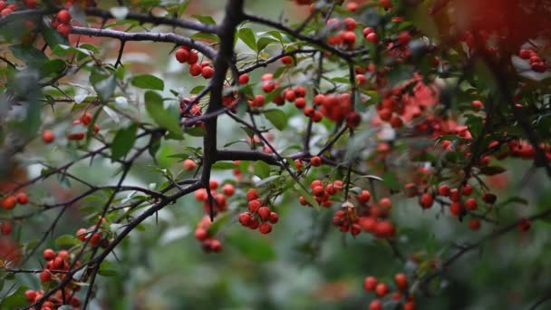 Oranje vuurdoorn Pyracantha coccinea bessen — Stockvideo