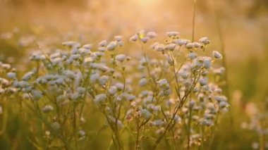 Daisy pire gibi gün doğumu ağır çekim