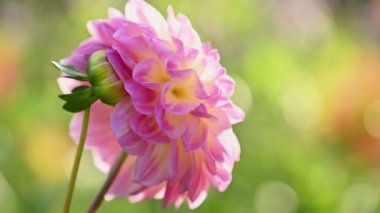 Pembe yıldız çiçeği yavaş çekim