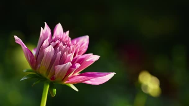 Flor rosa de dalia de cerca — Vídeos de Stock