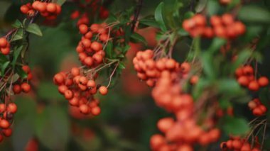 Turuncu ateş dikenli Pyracantha coccinea üzümü