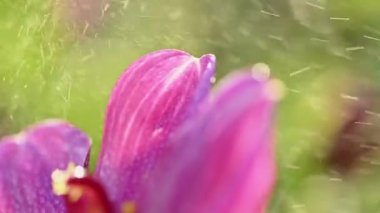 Sprey altında pembe yıldız çiçeği