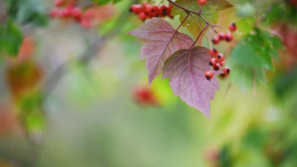 Weißdorn Heilpflanze mit Beeren — Stockvideo