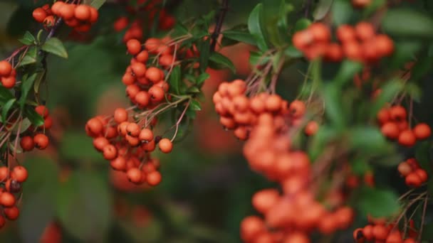 Oranje vuurdoorn Pyracantha coccinea bessen — Stockvideo