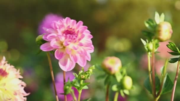 Rosa dahlia flor câmera lenta — Vídeo de Stock