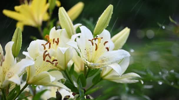 Lily λουλούδια πότισμα αργή κίνηση — Αρχείο Βίντεο