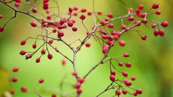 Hawthorn branch with red berries — Stock Video