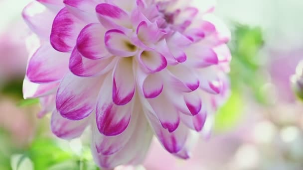 White and purple dahlia flower — Stock Video