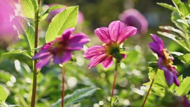 Flores de dalia rosa y púrpura — Vídeos de Stock