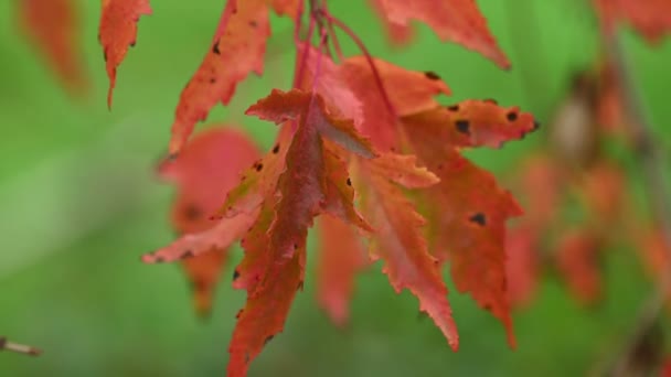 Πορτοκαλί φύλλα ιαπωνικού σφενδάμου — Αρχείο Βίντεο