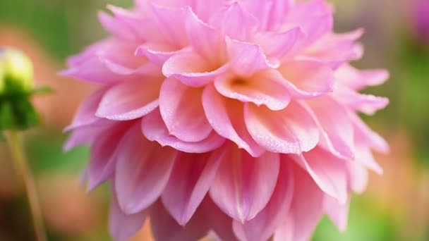 Bunga dahlia merah muda menutup — Stok Video