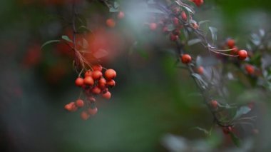 Turuncu ateş dikenli Pyracantha coccinea üzümü