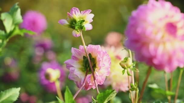 Rosa dahlia blommor slow motion — Stockvideo