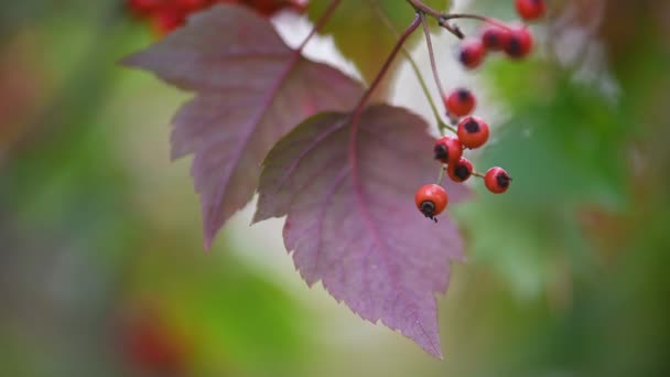Hawthorn medicinal plant with berries — Stock Video