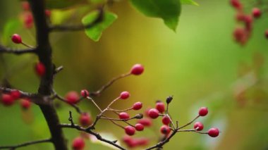 Kırmızı dutlu Hawthorn şubesi