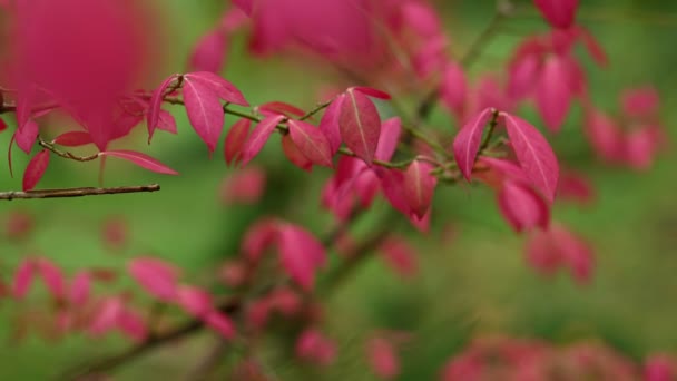 Rode herfst bladeren natuurlijke achtergrond — Stockvideo