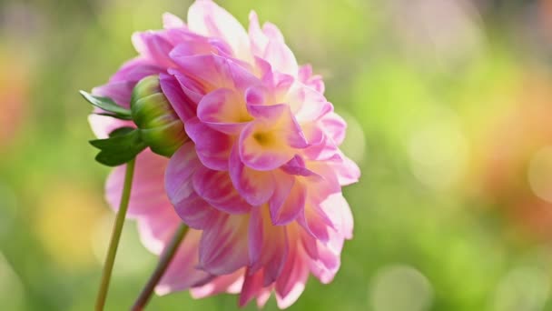 Różowy dahlia kwiat powolny ruch — Wideo stockowe