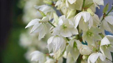 Yucca çiçekleri ağır çekimde sulanıyor.