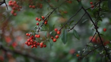 Turuncu ateş dikenli Pyracantha coccinea üzümü