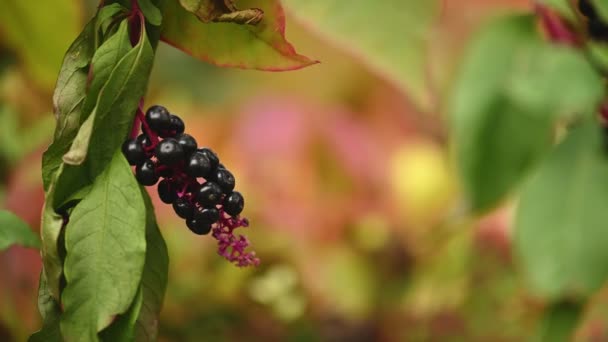 Fondo natural de saúco negro maduro. — Vídeos de Stock