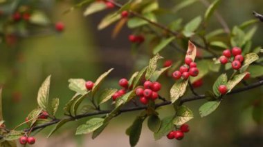 Pyracantha dalında kırmızı dutlar
