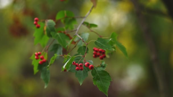 Hawthorn planta medicinal com bagas — Vídeo de Stock