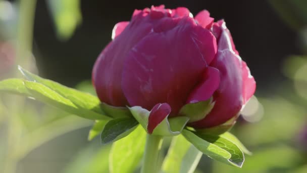 Red peony in the morning — Stock Video