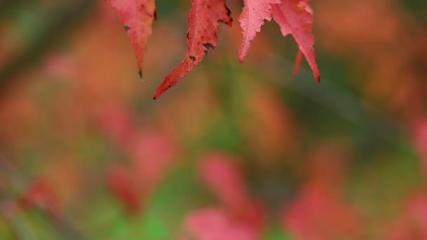 Foglie d'arancio di acero giapponese — Video Stock