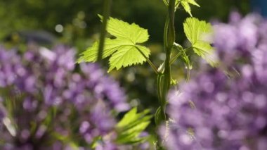 Allium giganteum çiçekleri doğal arkaplan