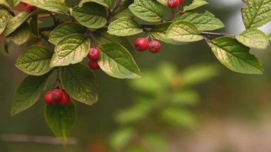 Pyracantha dalında kırmızı dutlar