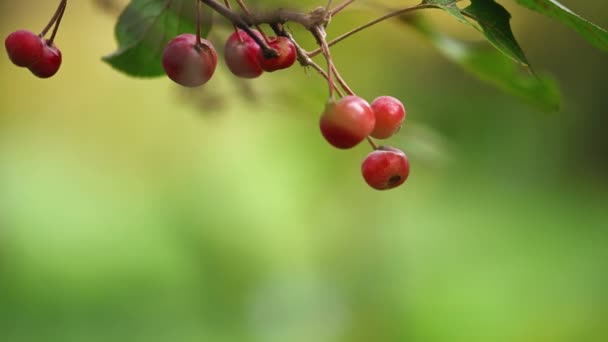 Wilde Äpfel auf dem Baum — Stockvideo