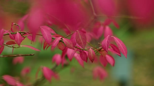 Red autumn leaves natural background — Stock Video