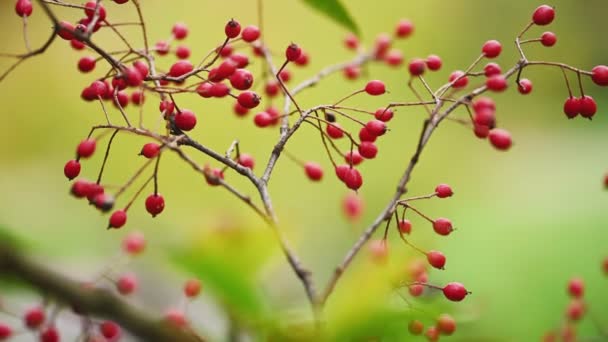 Hawthorn branch with red berries — Stock Video