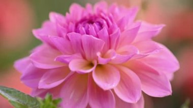Pembe yıldız çiçeği yakın çekim