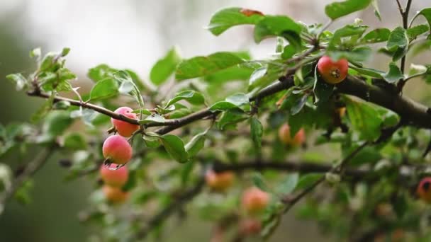 Wilde appels op de boom — Stockvideo