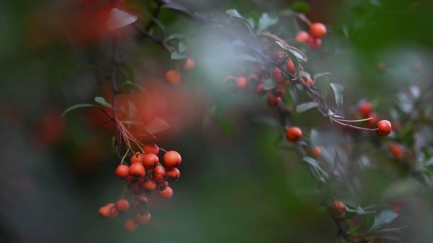 Turuncu ateş dikenli Pyracantha coccinea üzümü — Stok video