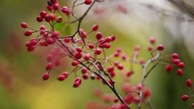 Kırmızı dutlu Hawthorn şubesi