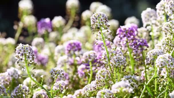 Lobularia maritima blommor närbild — Stockvideo