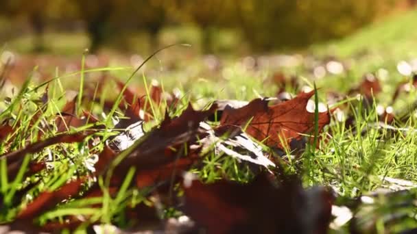 Осіннє листя дуба на траві — стокове відео