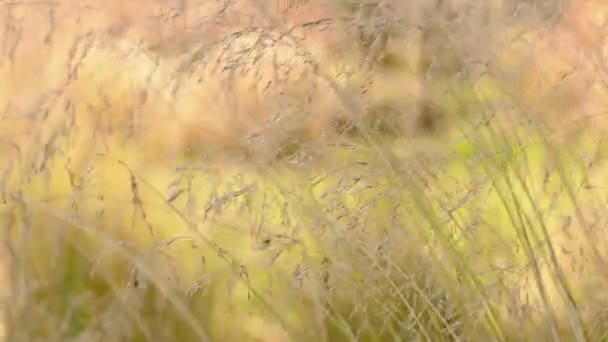 Switchgrass mozog a szélben — Stock videók