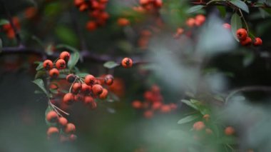 Turuncu ateş dikenli Pyracantha coccinea üzümü