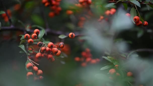 Oranje vuurdoorn Pyracantha coccinea bessen — Stockvideo