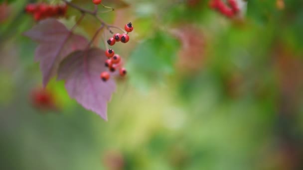 Hawthorn φαρμακευτικό φυτό με μούρα — Αρχείο Βίντεο