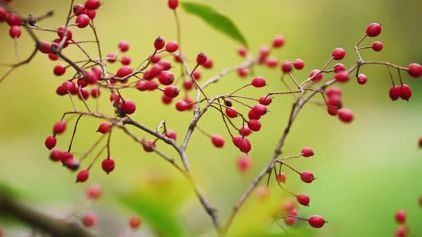 Hawthorn branch with red berries — Stock Video