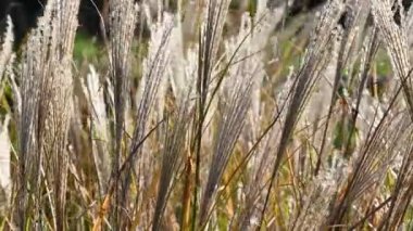 Miscanthus Sinensis bahçede