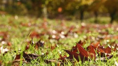 Çimlerin üzerinde sonbahar meşe yaprakları