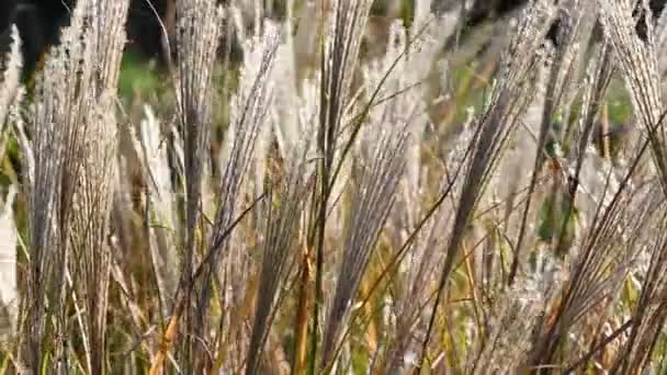 Miscanthus Sinensis в саду — стоковое видео