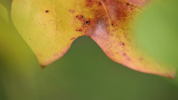 Осенние листья тюльпанового дерева — стоковое видео