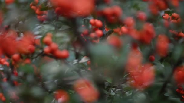 Orientalis crataegus natural autumn background. — Stock Video