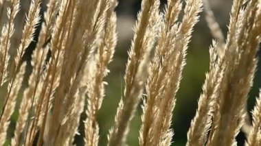 Miscanthus Sinensis bahçede